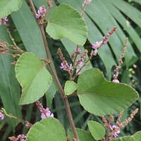 Polhillides velutina (Willd.) H.Ohashi & K.Ohashi